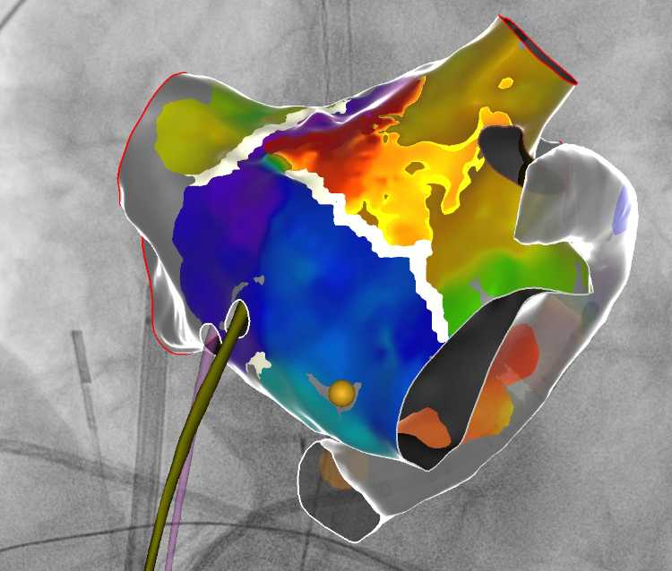 Cardiology Fellowship Curriculum